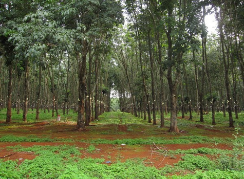 Đến 2020, tỉnh Đắk Lắk có 296.516 ha đất rừng sản xuất