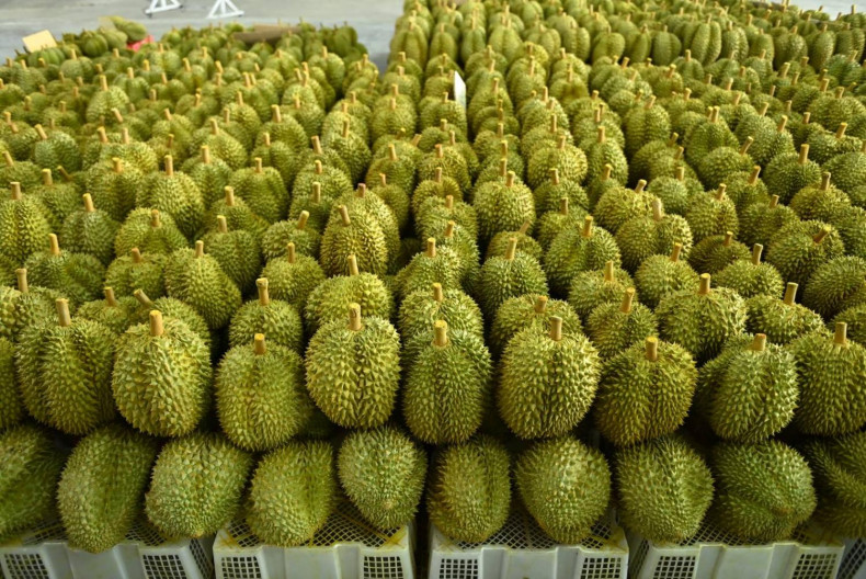 sau rieng